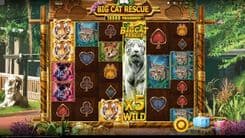 Big Cat Rescue Megaways - Gameplay Image